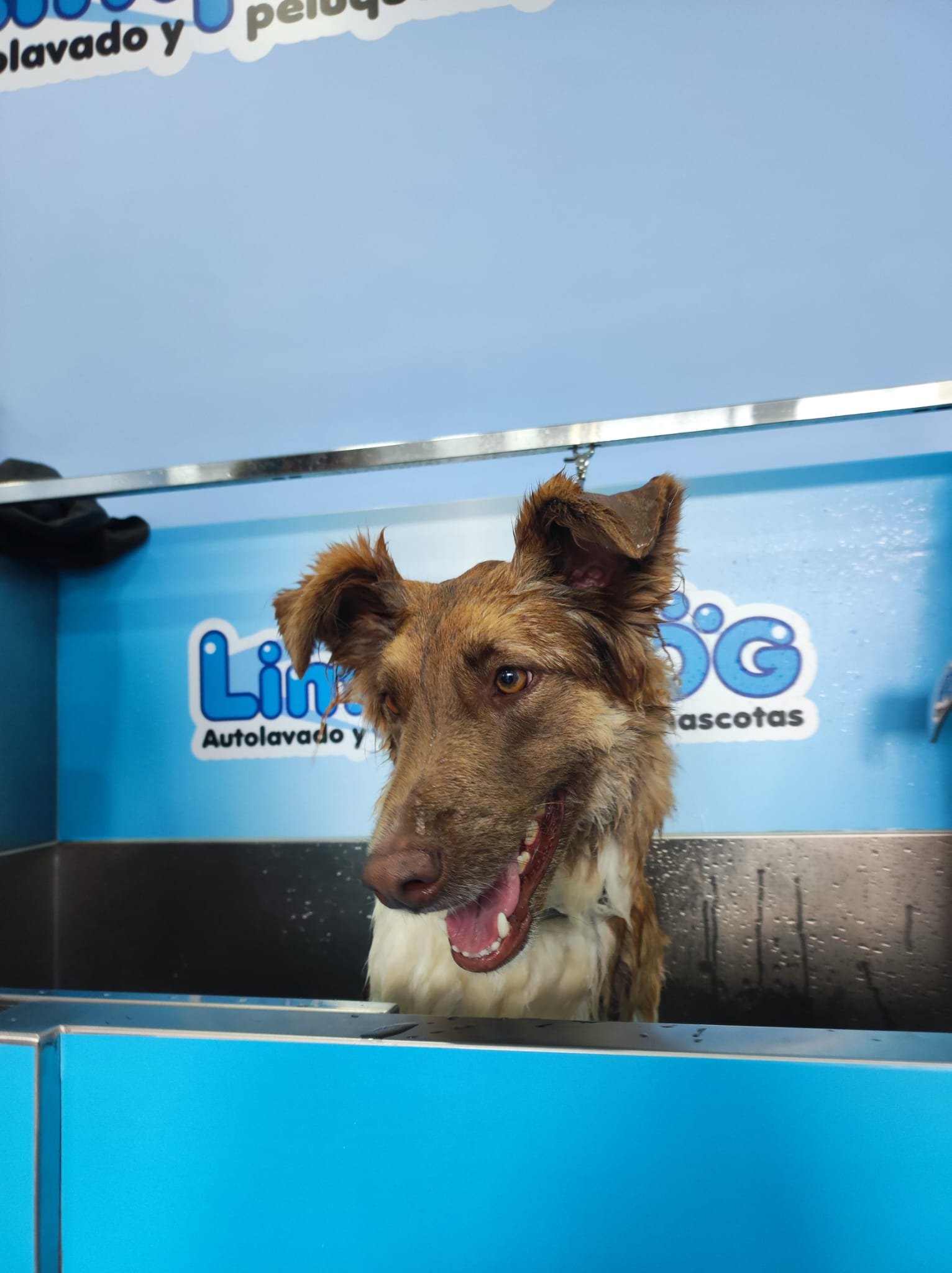 Foto de perro en LimpioDog