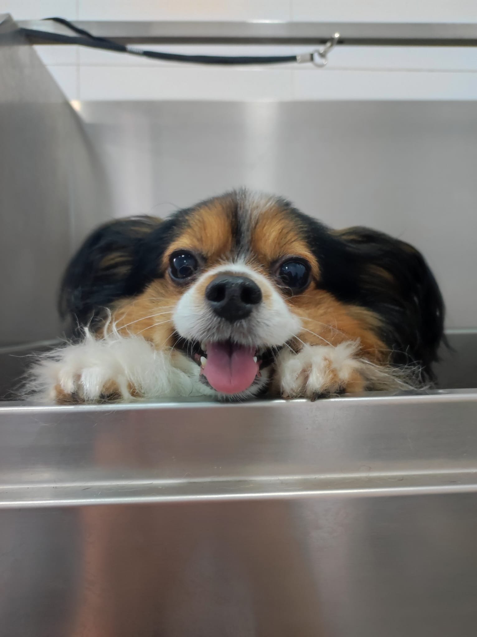 Foto de perro en LimpioDog