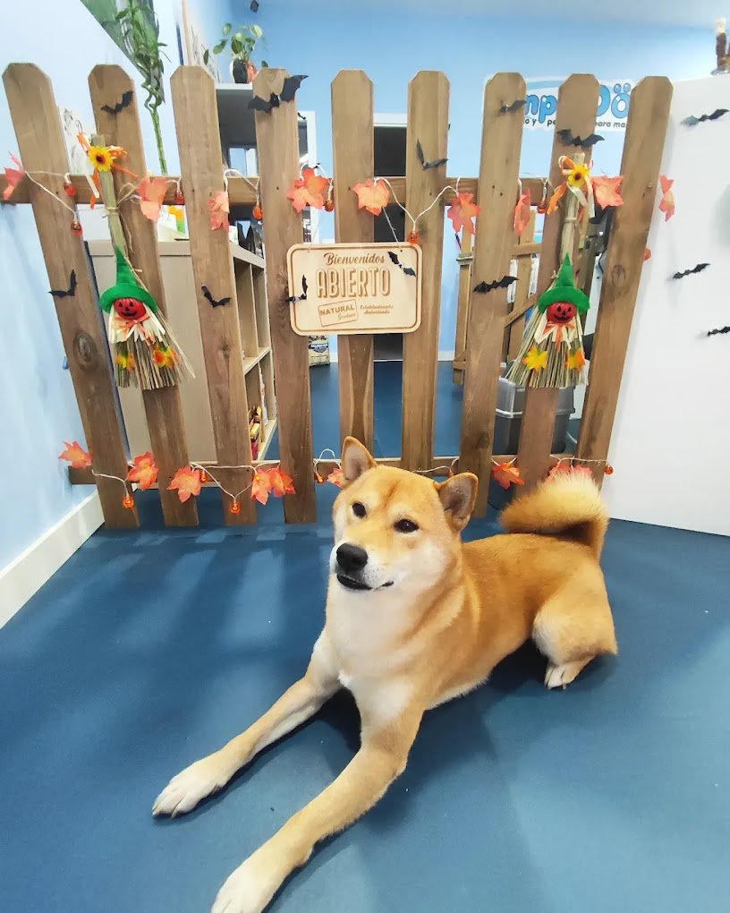 Foto de perro limpio