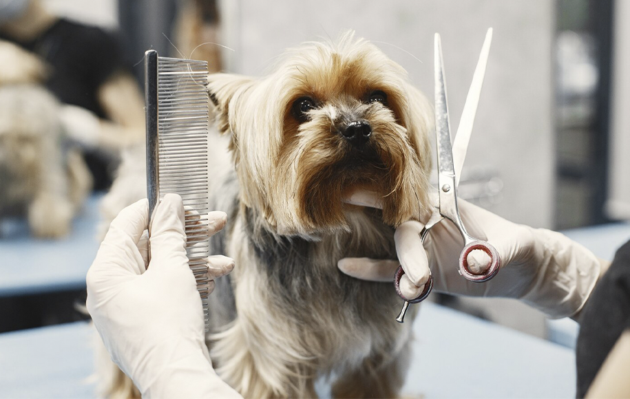 Perro mientras se le realiza peluquería canina