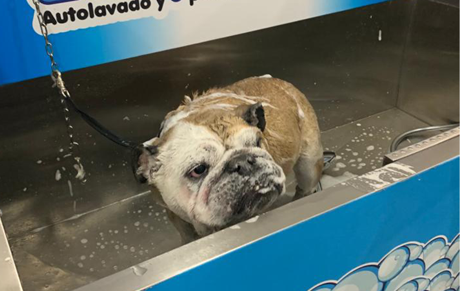 Foto de perro en autolavado