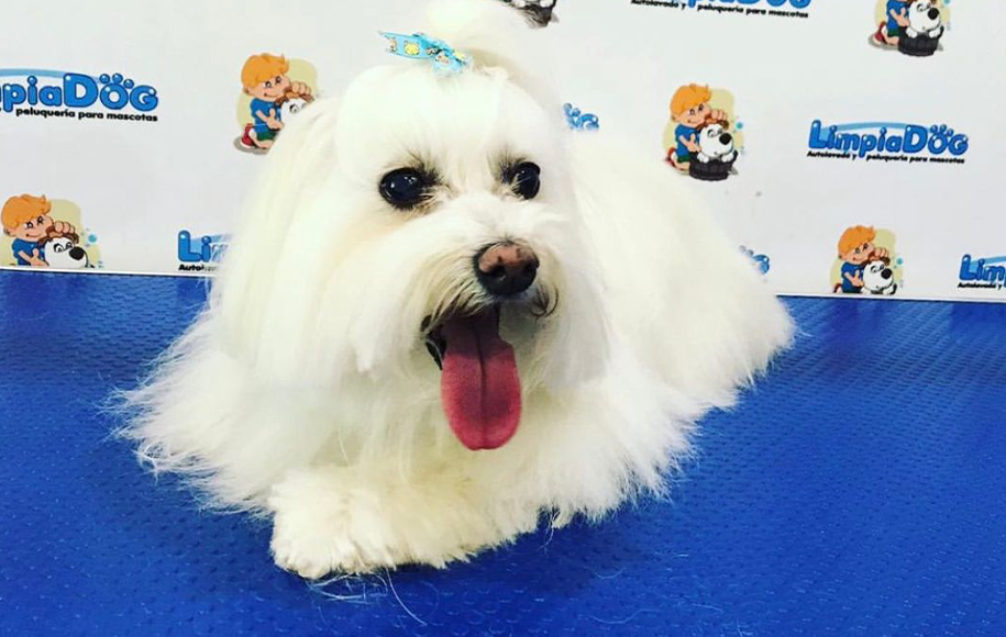 Foto de perro con pelo largo