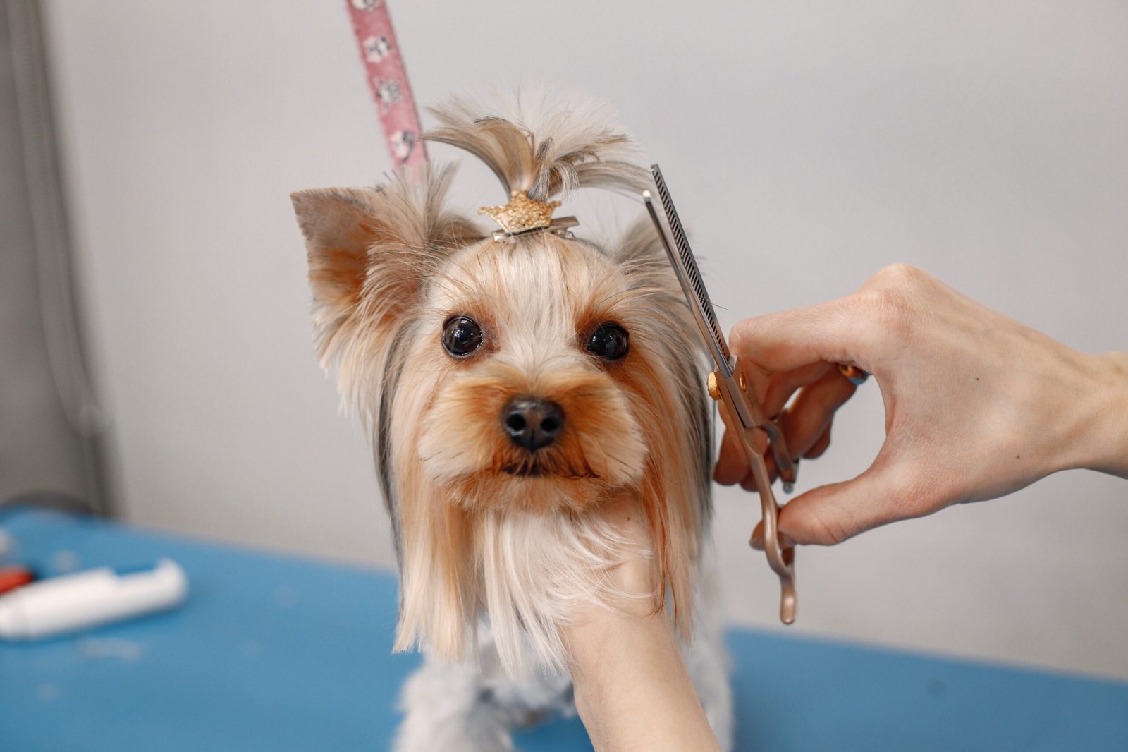 Foto de Yorkshire terrier con corte de pelo